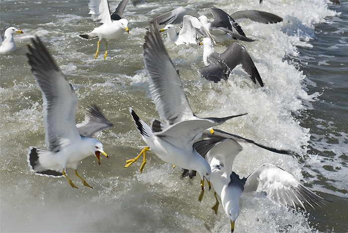 matsushima seagull brawl
